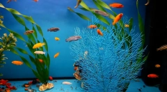 Caracteristicile alegerii nutriției corespunzătoare pentru peștele de acvariu